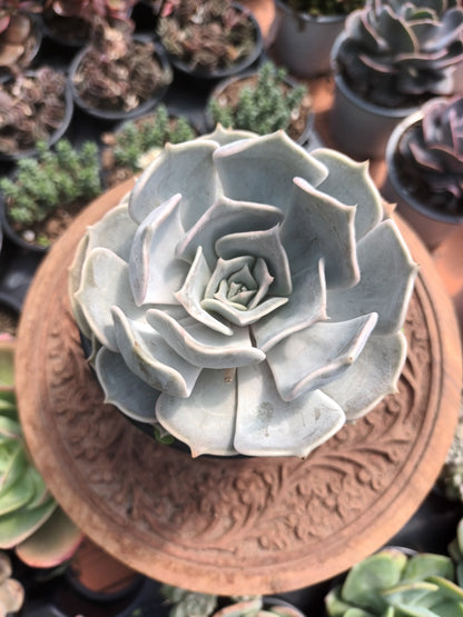Echeveria lilacina