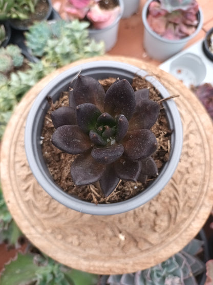Echeveria Gótica