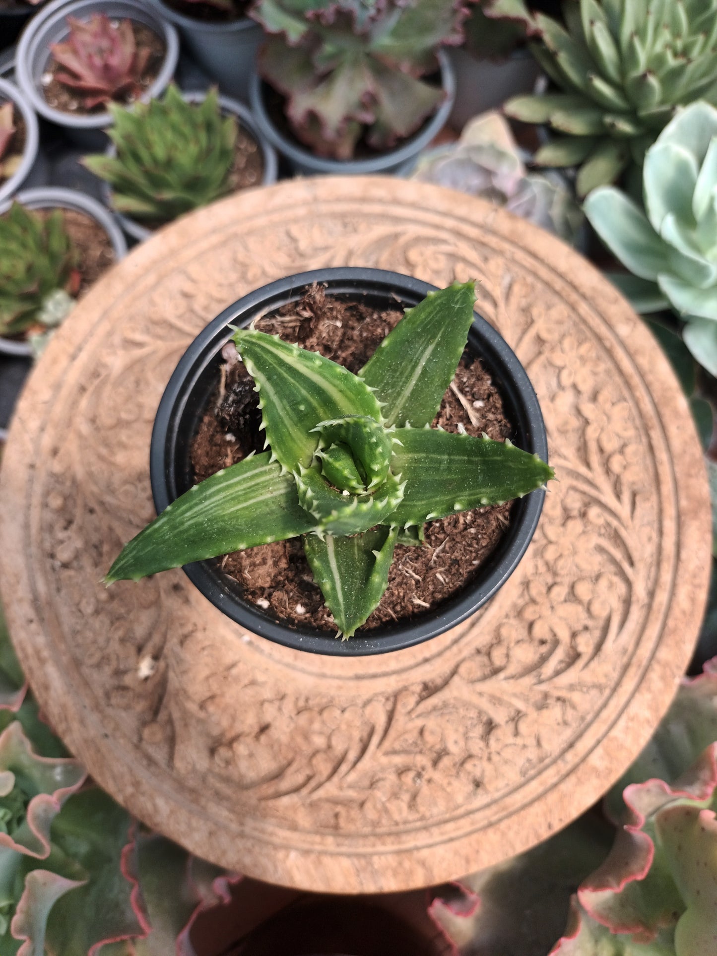 Aloe Mitriformis variegata