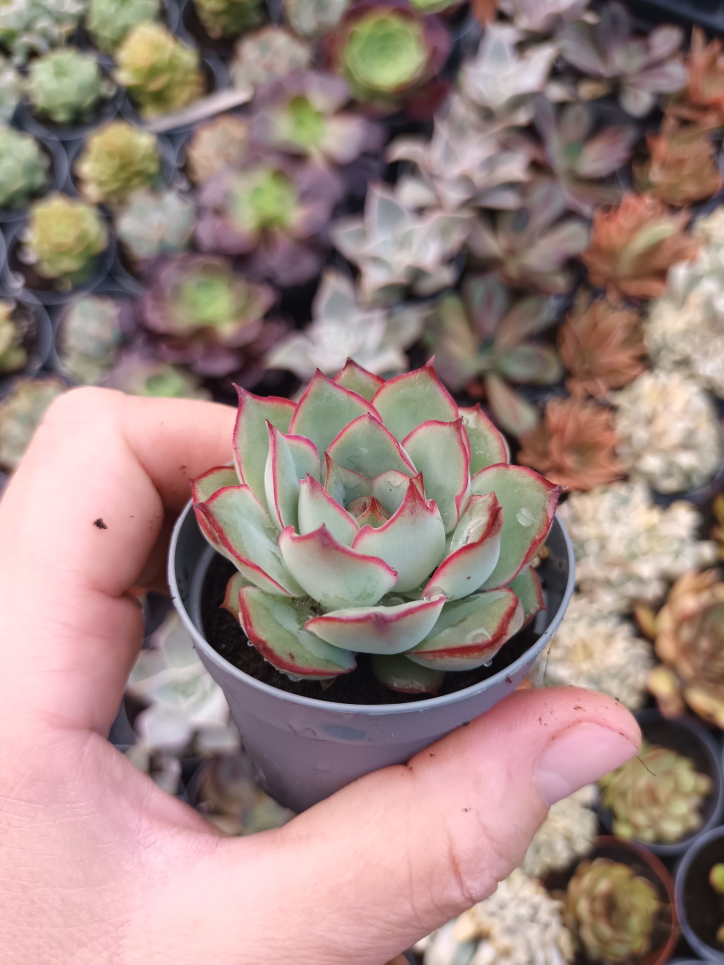 Echeveria esther