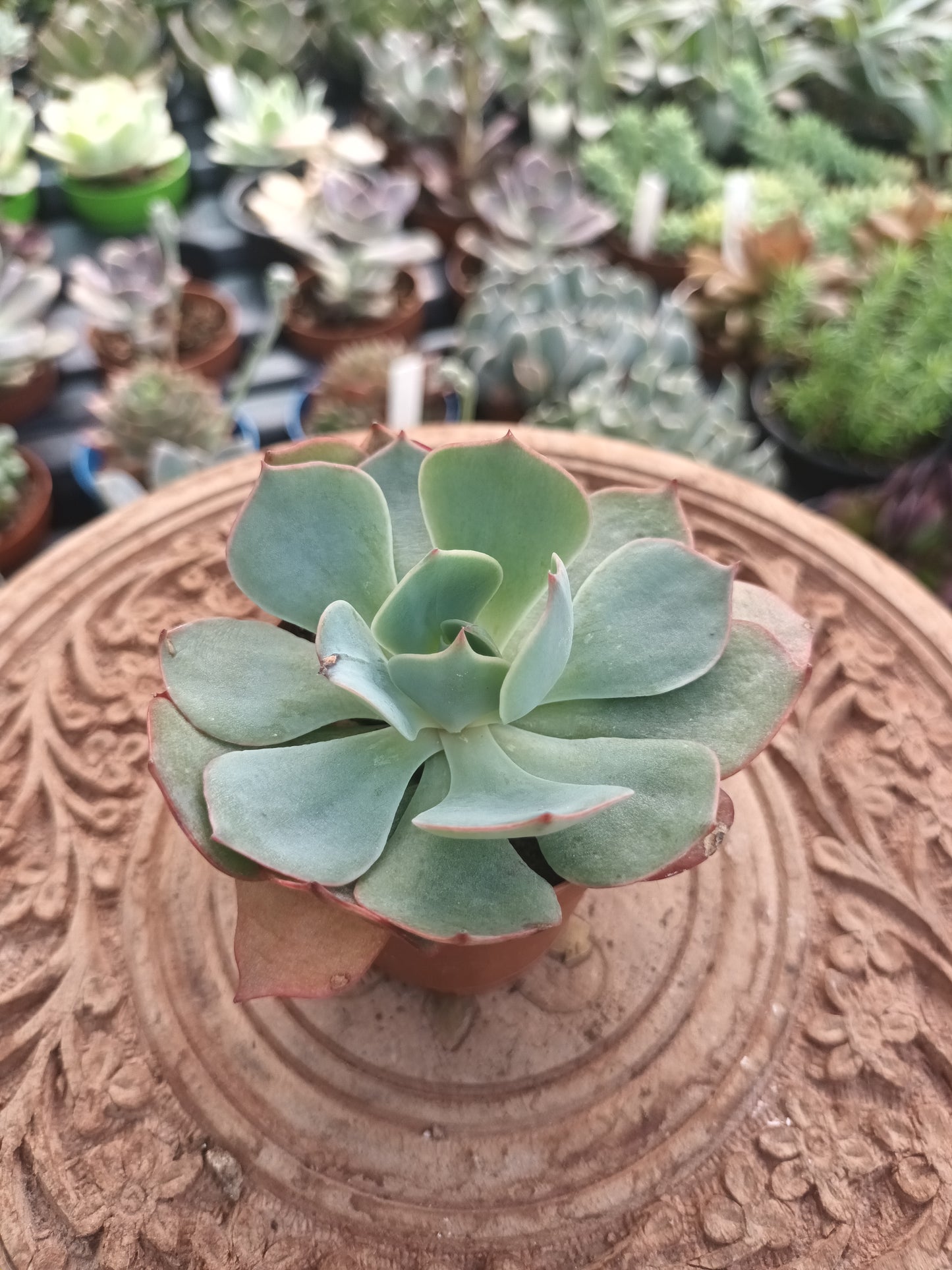 Echeveria amistar