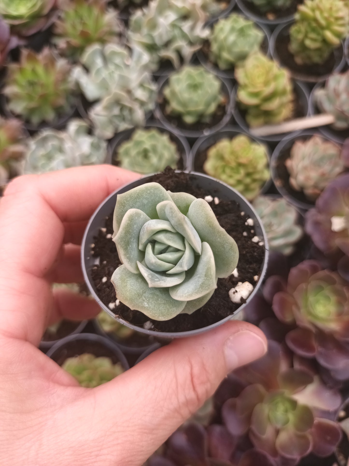 Graptoveria Lovely rose