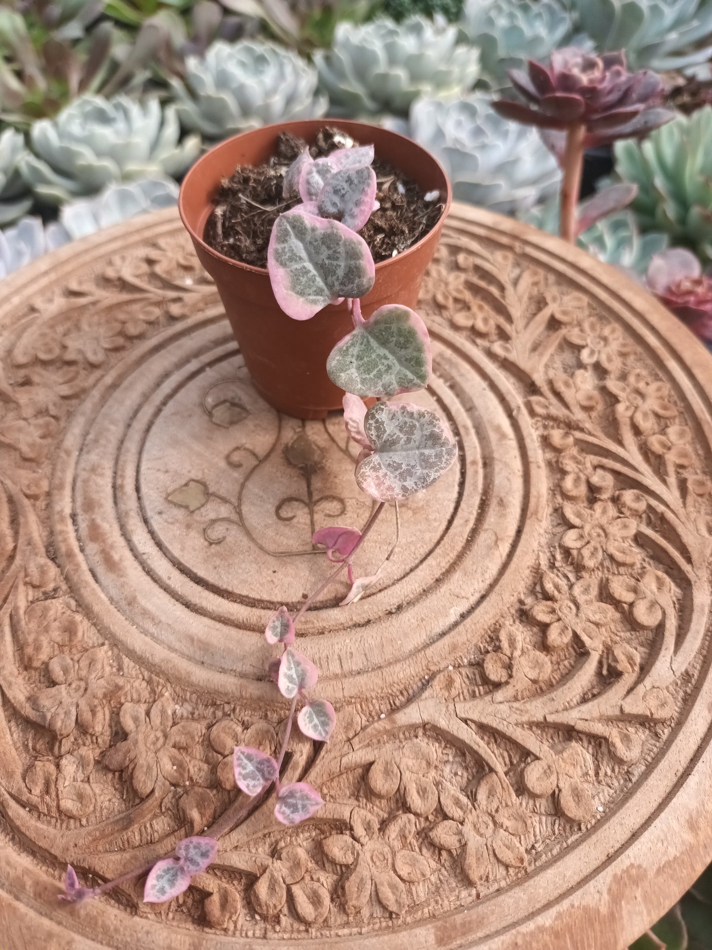 Geropegia woody variegata