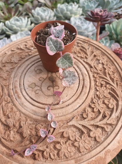 Geropegia woody variegata