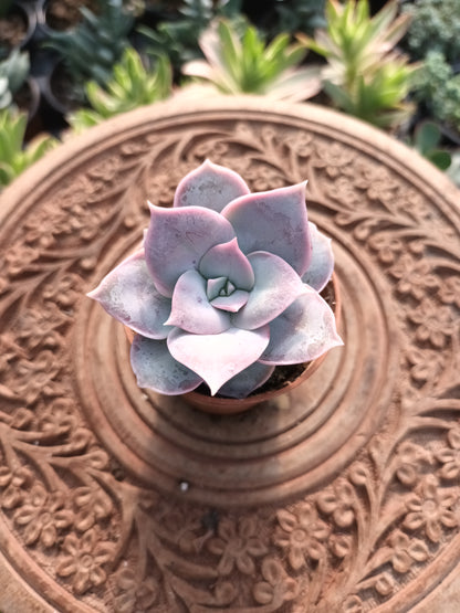 Sedum sinforosanum