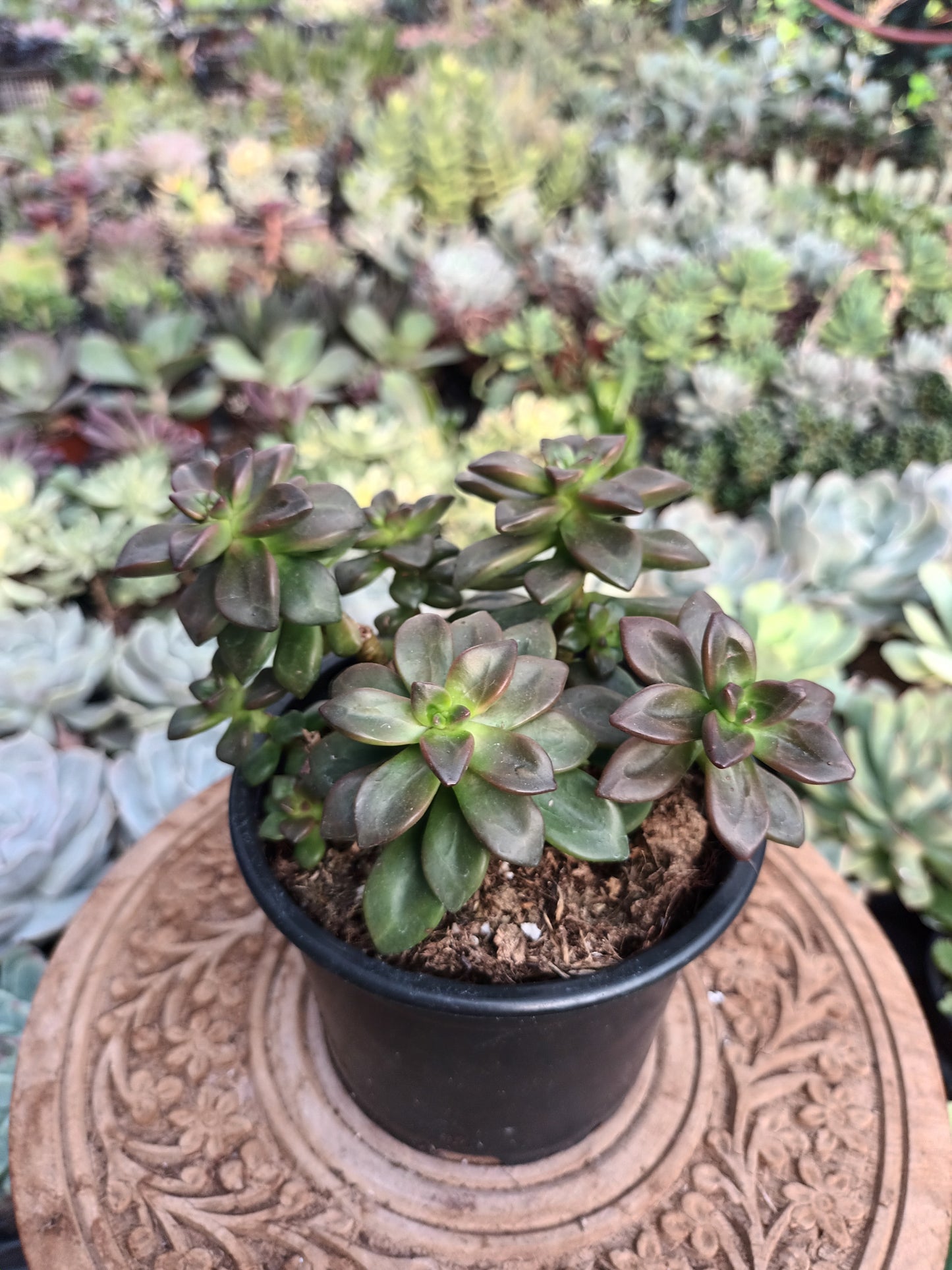 Echeveria compressicaulis