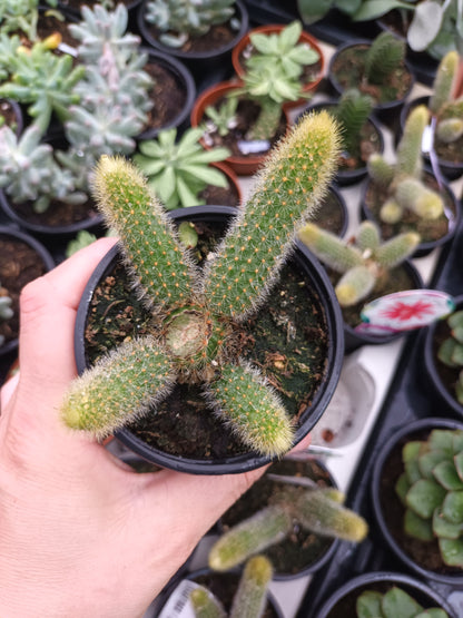 Celeistocactus 'Winteri' o rabo de gato