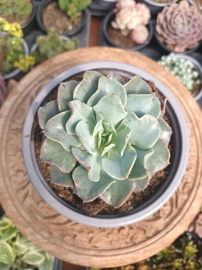 Echeveria Galaxy Blue