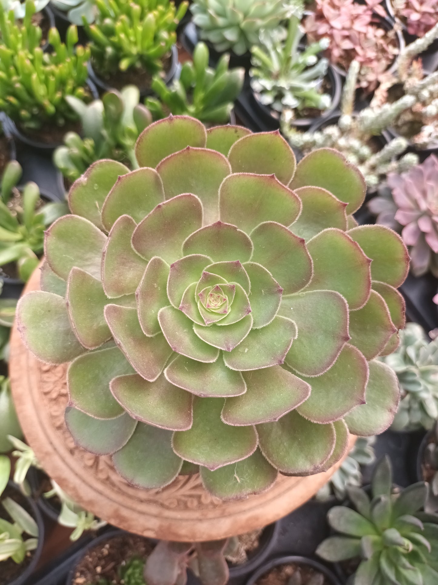 Aeonium Halloween
