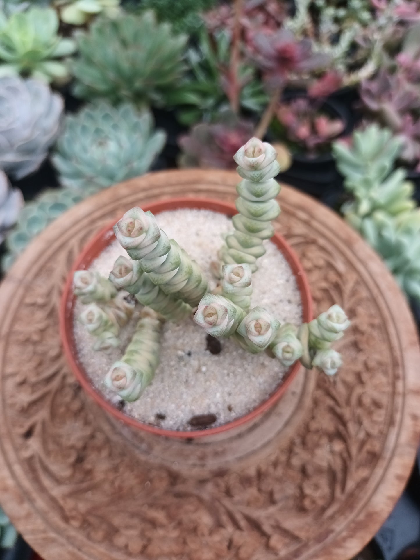Crassula marmeriana Fantasy Variegata