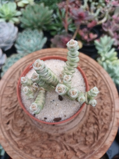 Crassula marmeriana Fantasy Variegata