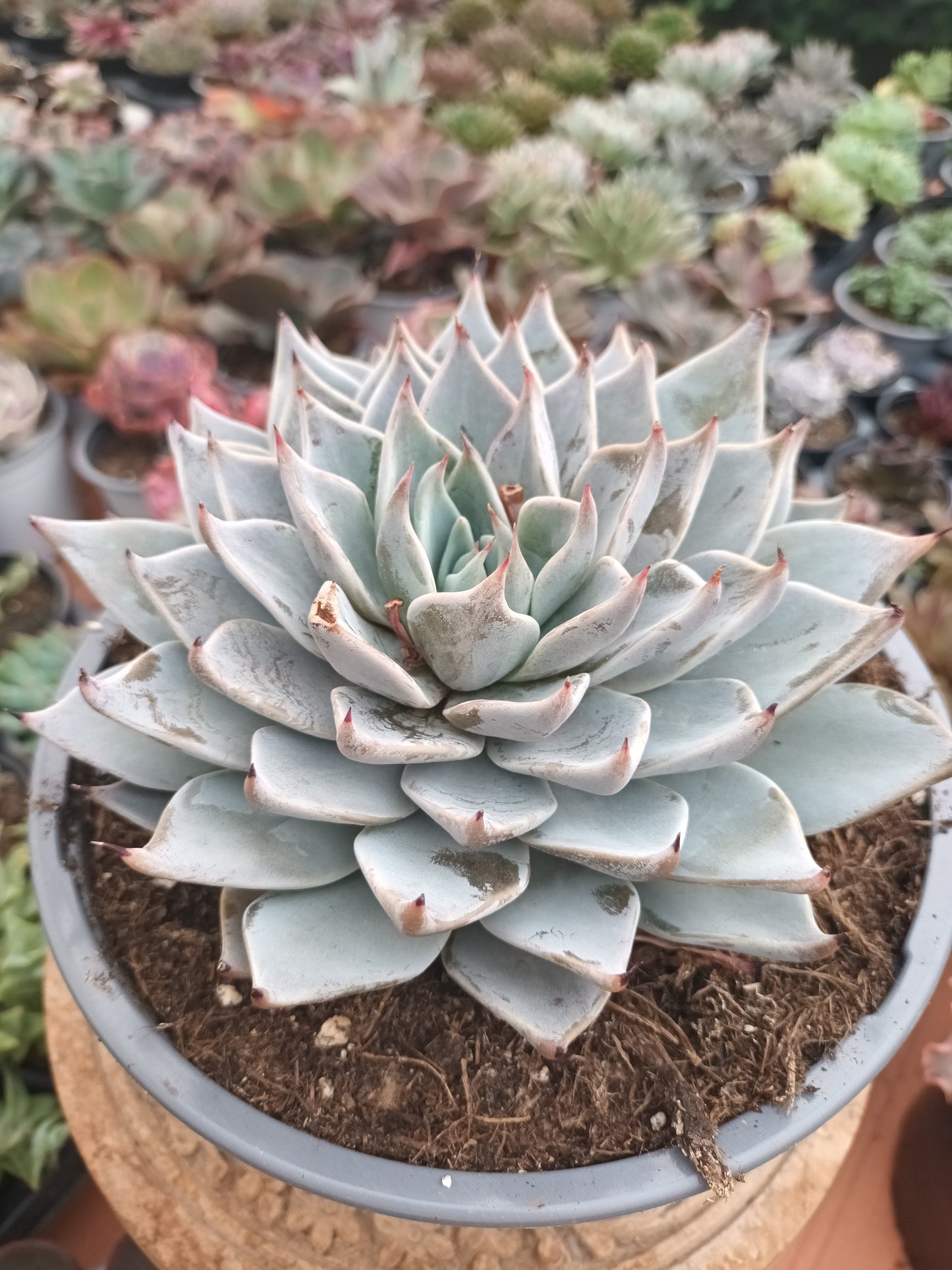 Echeveria aquila