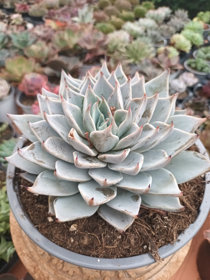 Echeveria aquila