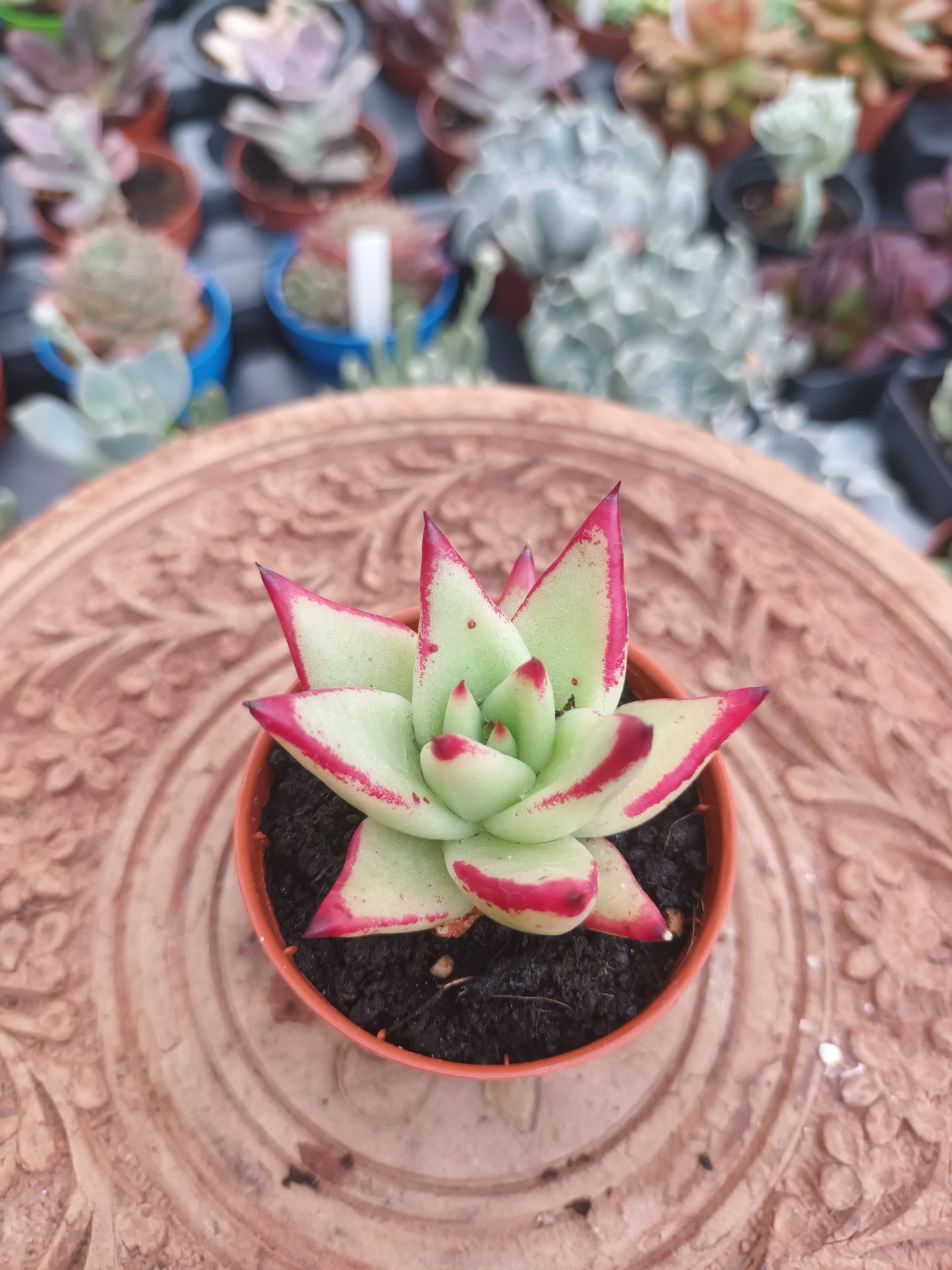 Echeveria Red Edge