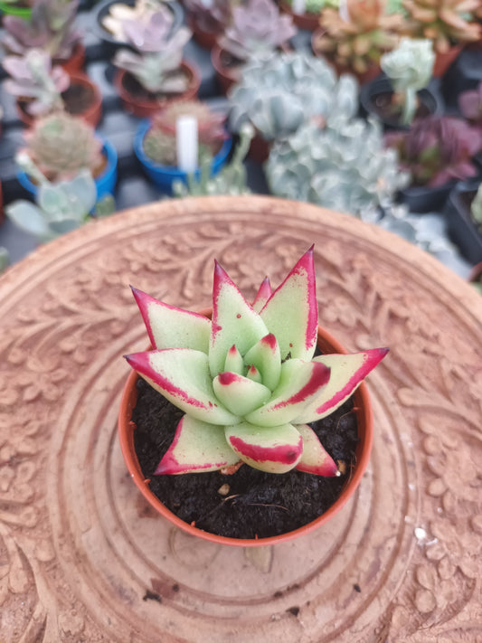 Echeveria Red Edge