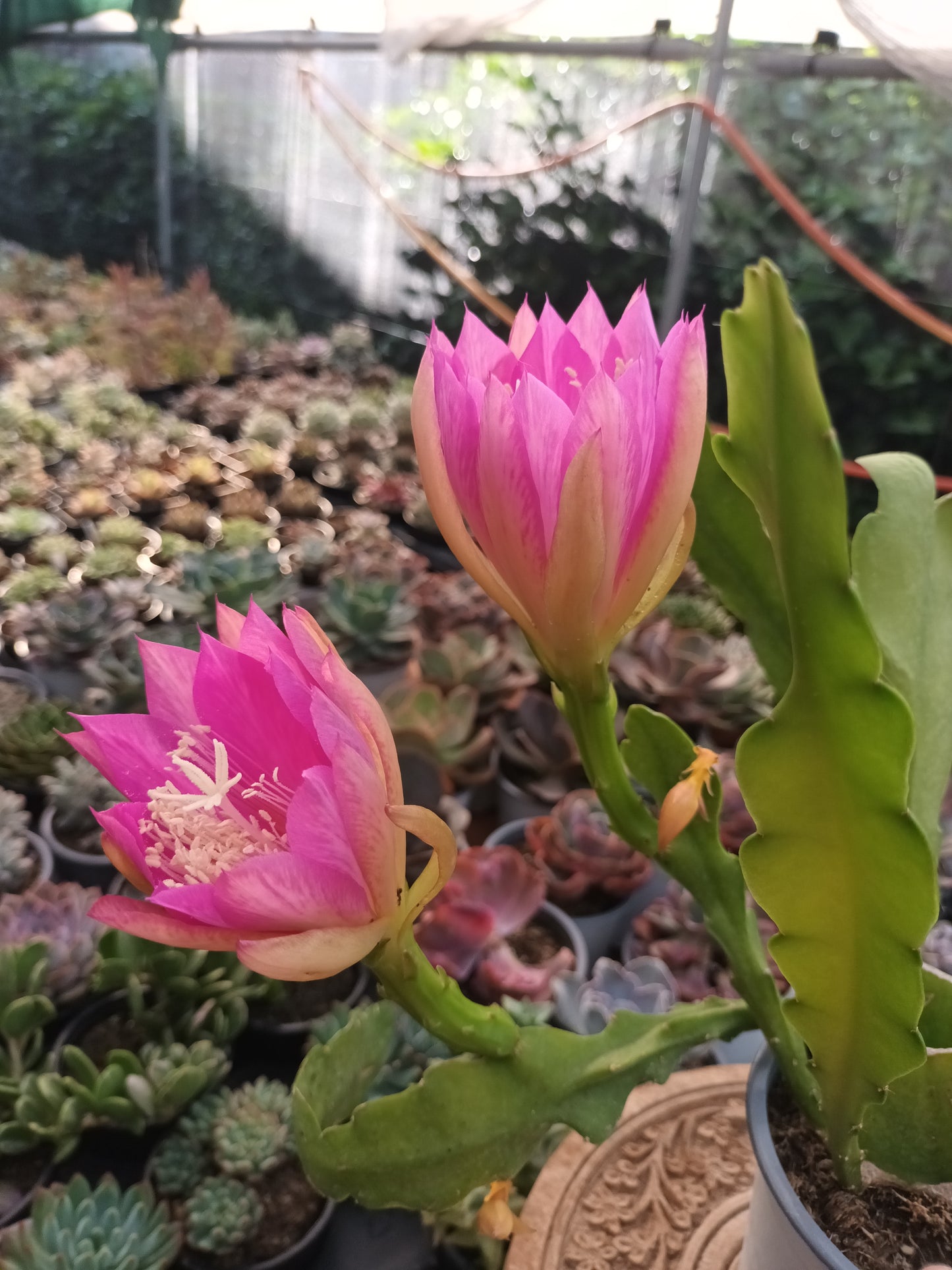 Epiphyllum flor rosa