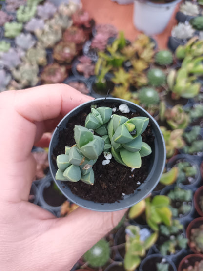 Delosperma lehmannii