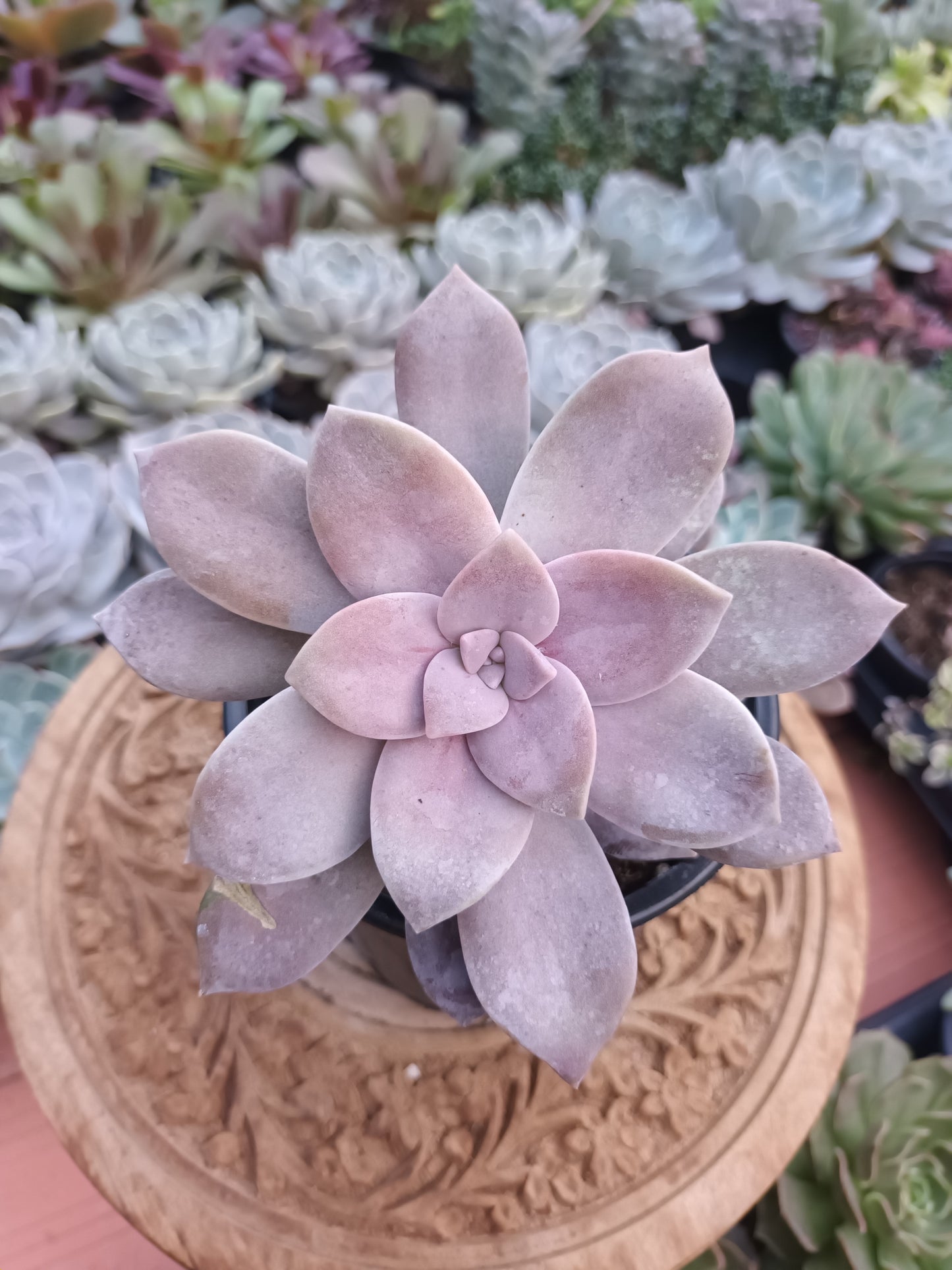 Graptopetalum Superboom