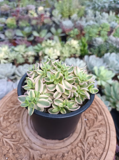 Crassula Volkensii F.Variegata