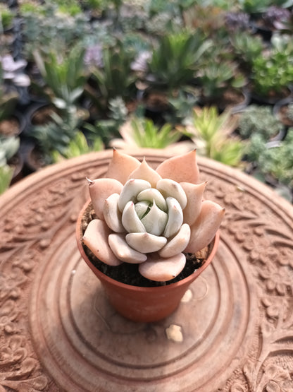 Echeveria Juliana