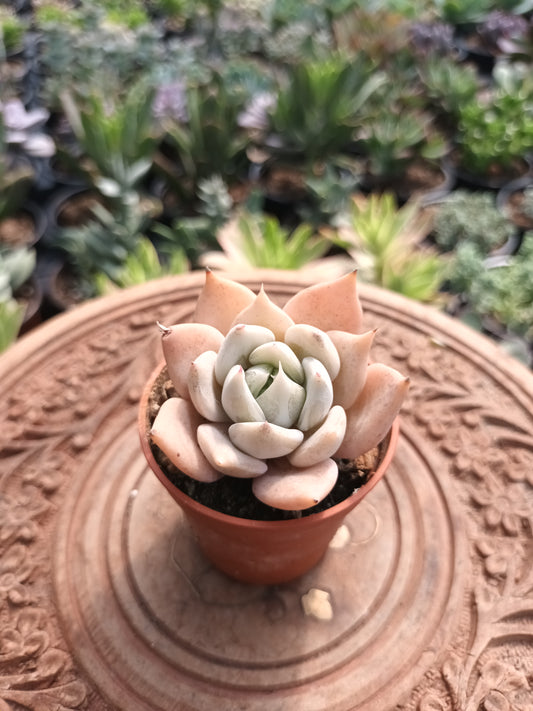 Echeveria Juliana