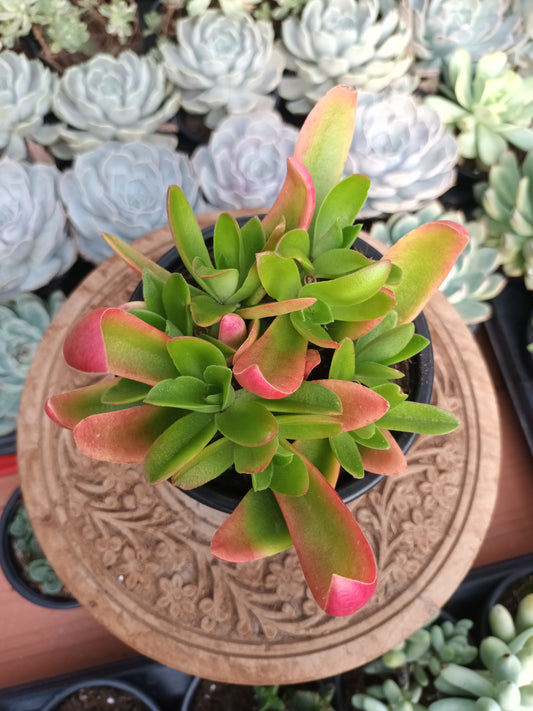 Crassula capitella campfire
