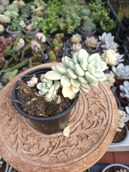 Sedum clavatum variegata