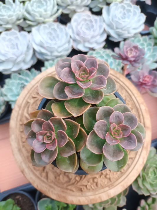 Echeveria melaco