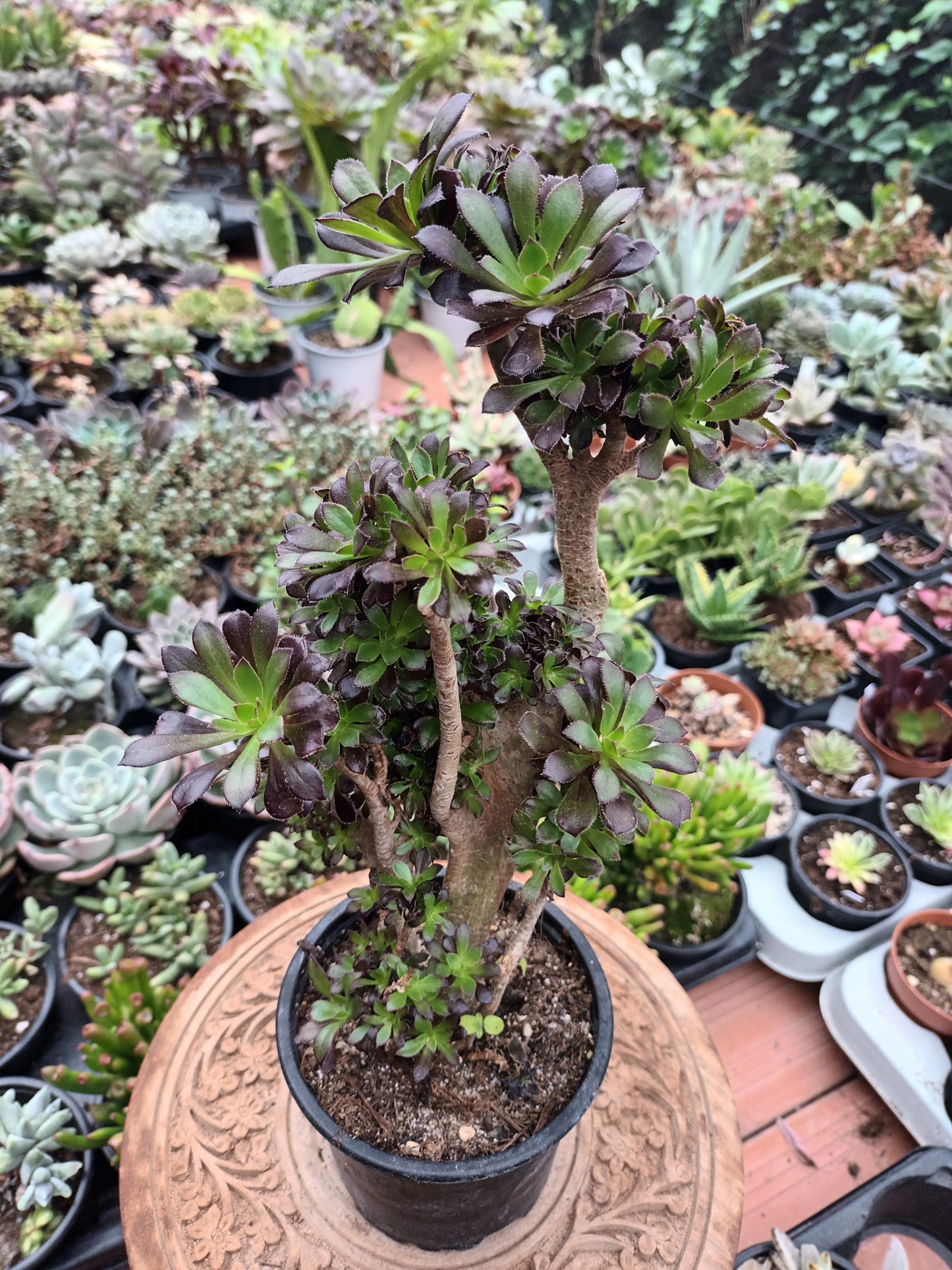 Aeonium crestado