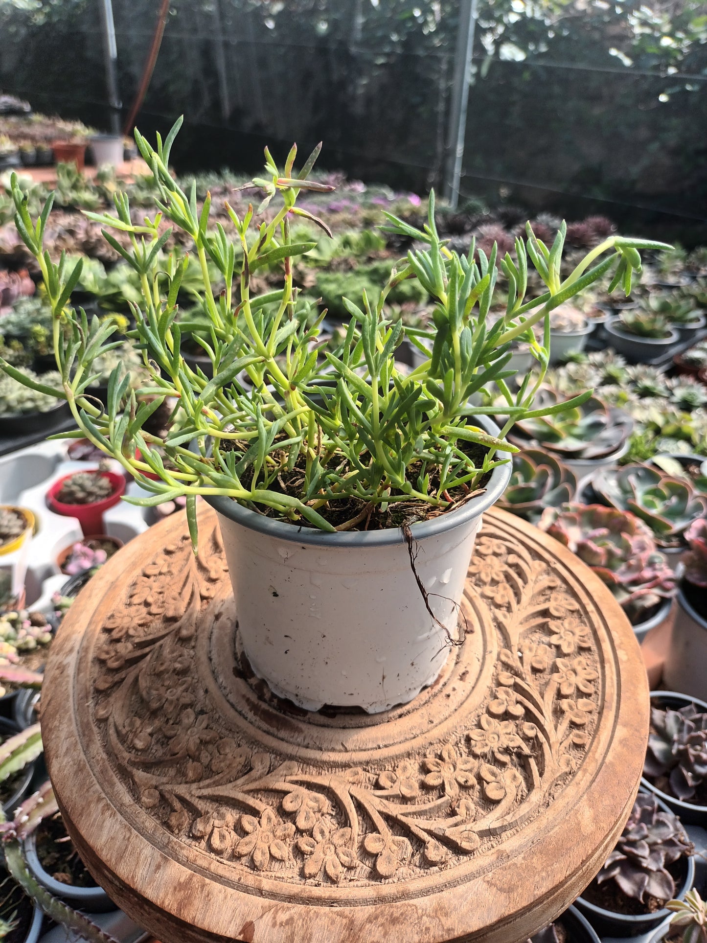 Delosperma spp / Rayito de sol