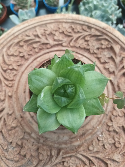 Haworthia King