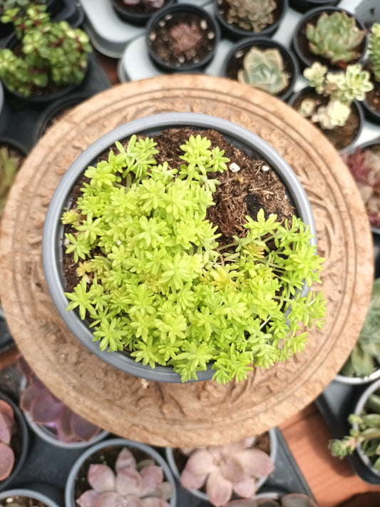 Sedum japonicum Tokio Sun
