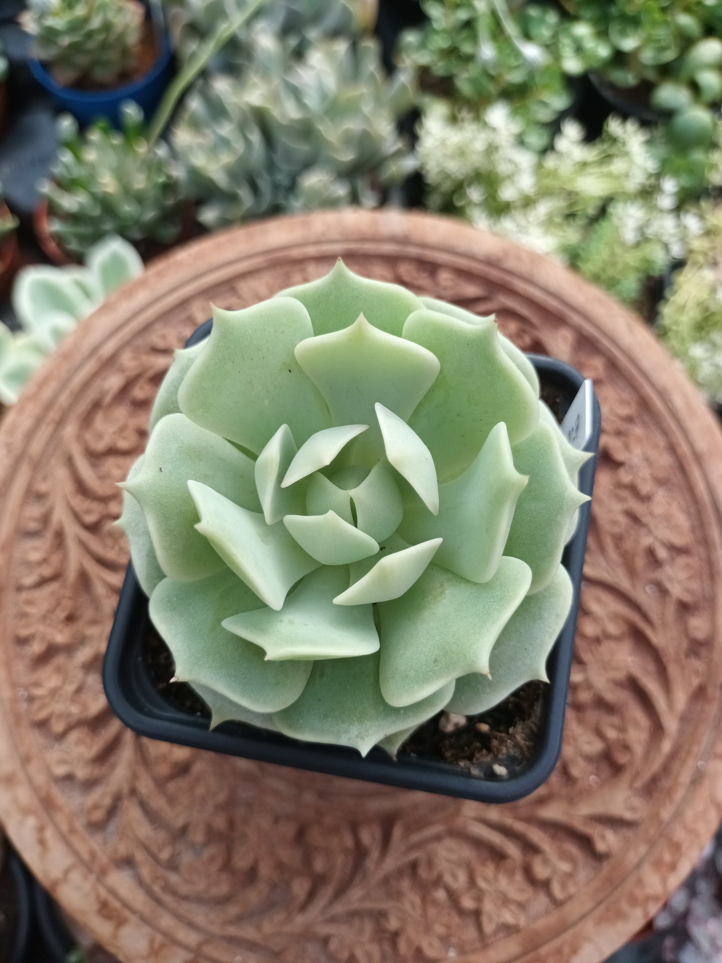 Echeveria Lola