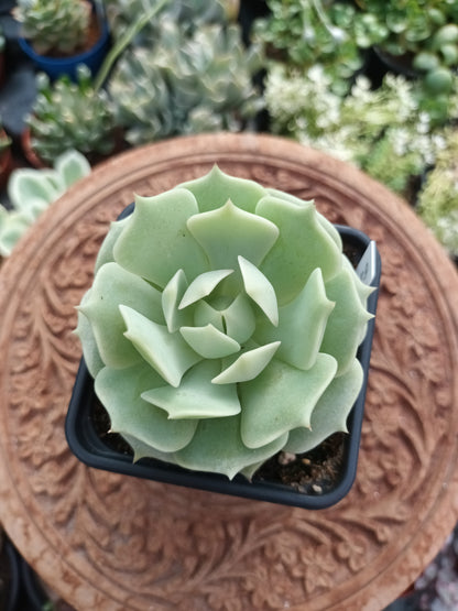 Echeveria Lola