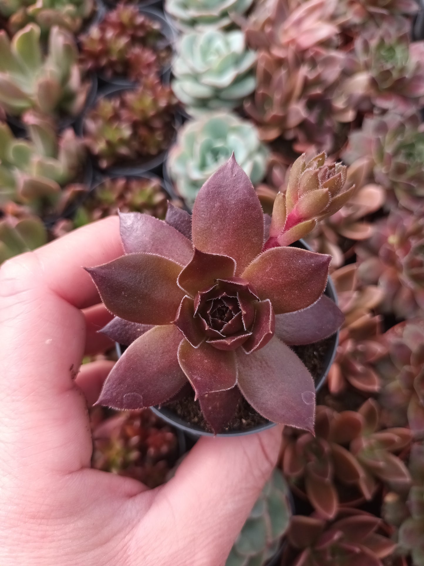 Sempervivum Chocolate Kiss