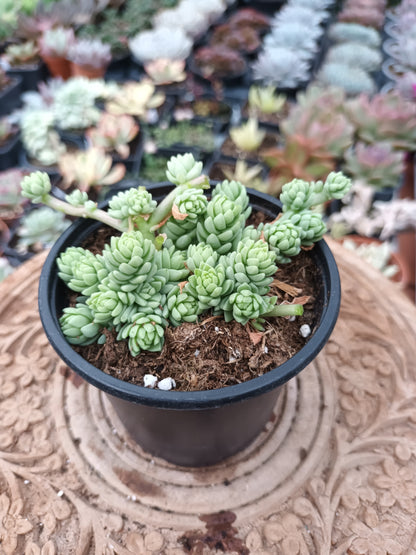 Sedum collar de princesa
