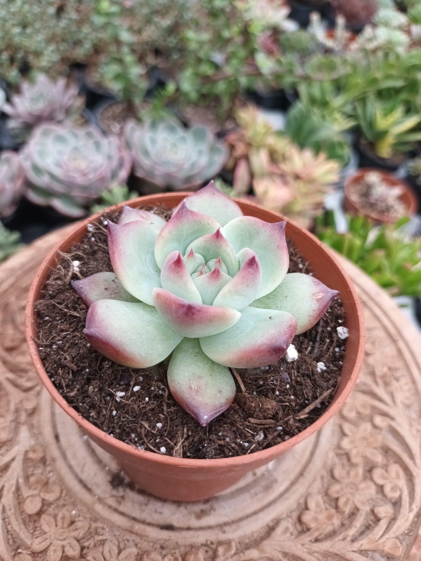 Echeveria colorata 'auténtica'