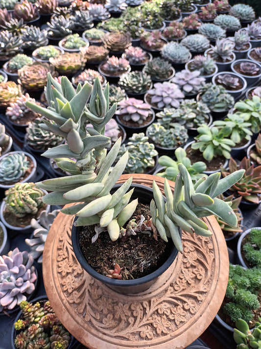 Crassula falcata minor