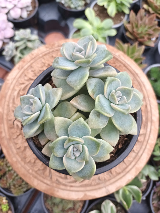 Graptoveria Victor kane