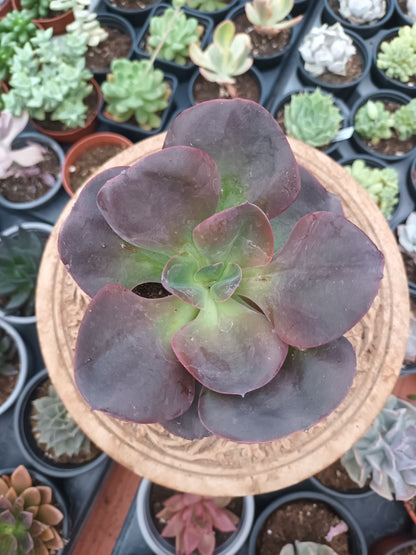 Echeveria gibbiflora hortensia