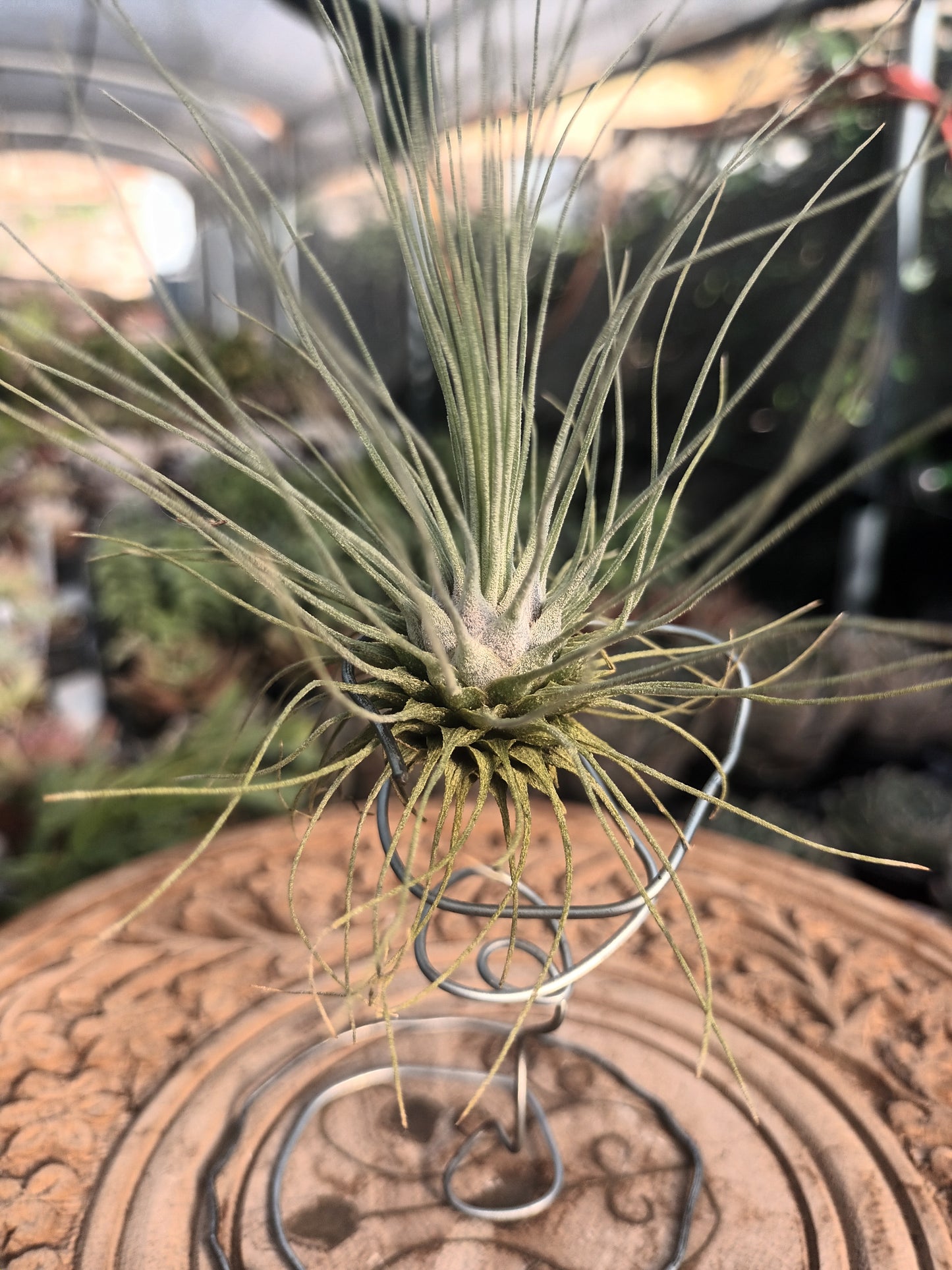 Tillandsia fuchsii f.gracilis