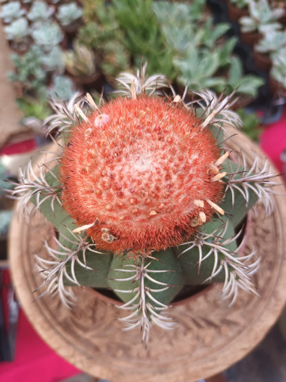 Melocactus matanzanus