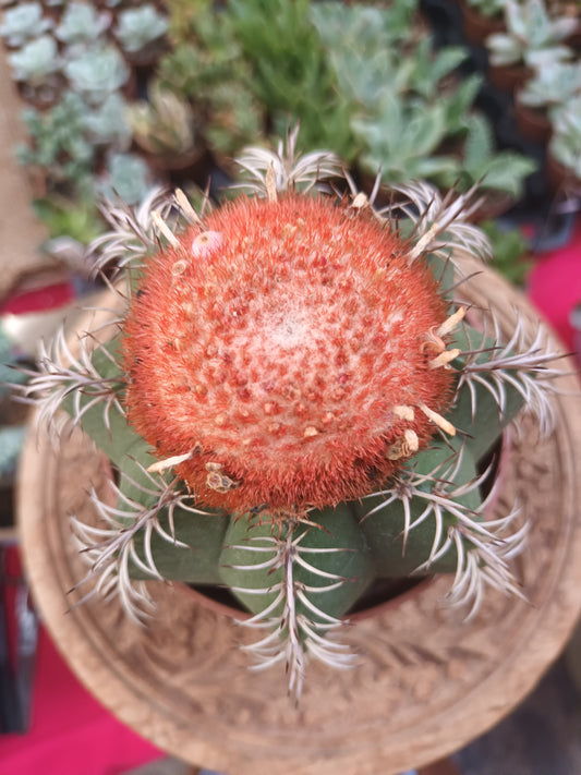 Melocactus matanzanus