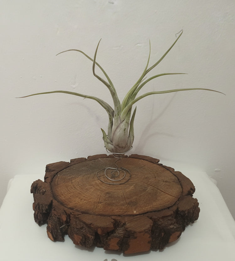 Tillandsia caput medusae - M