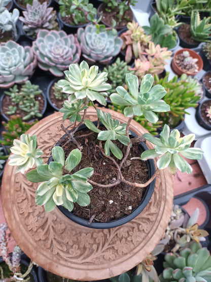 Aeonium castello-paivae variegata