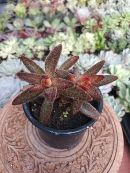 Kalanchoe tomentosa 'Chocolate Soldier'