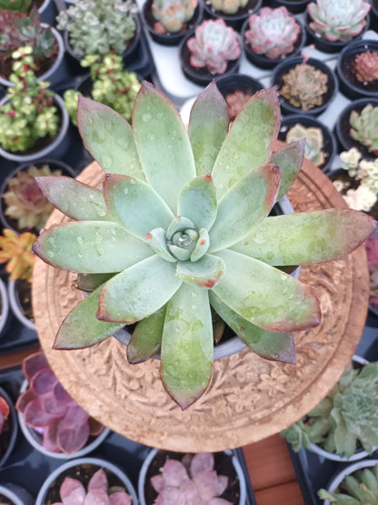 Echeveria colorata brantii