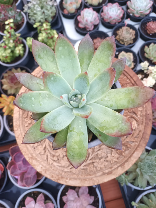 Echeveria colorata brantii