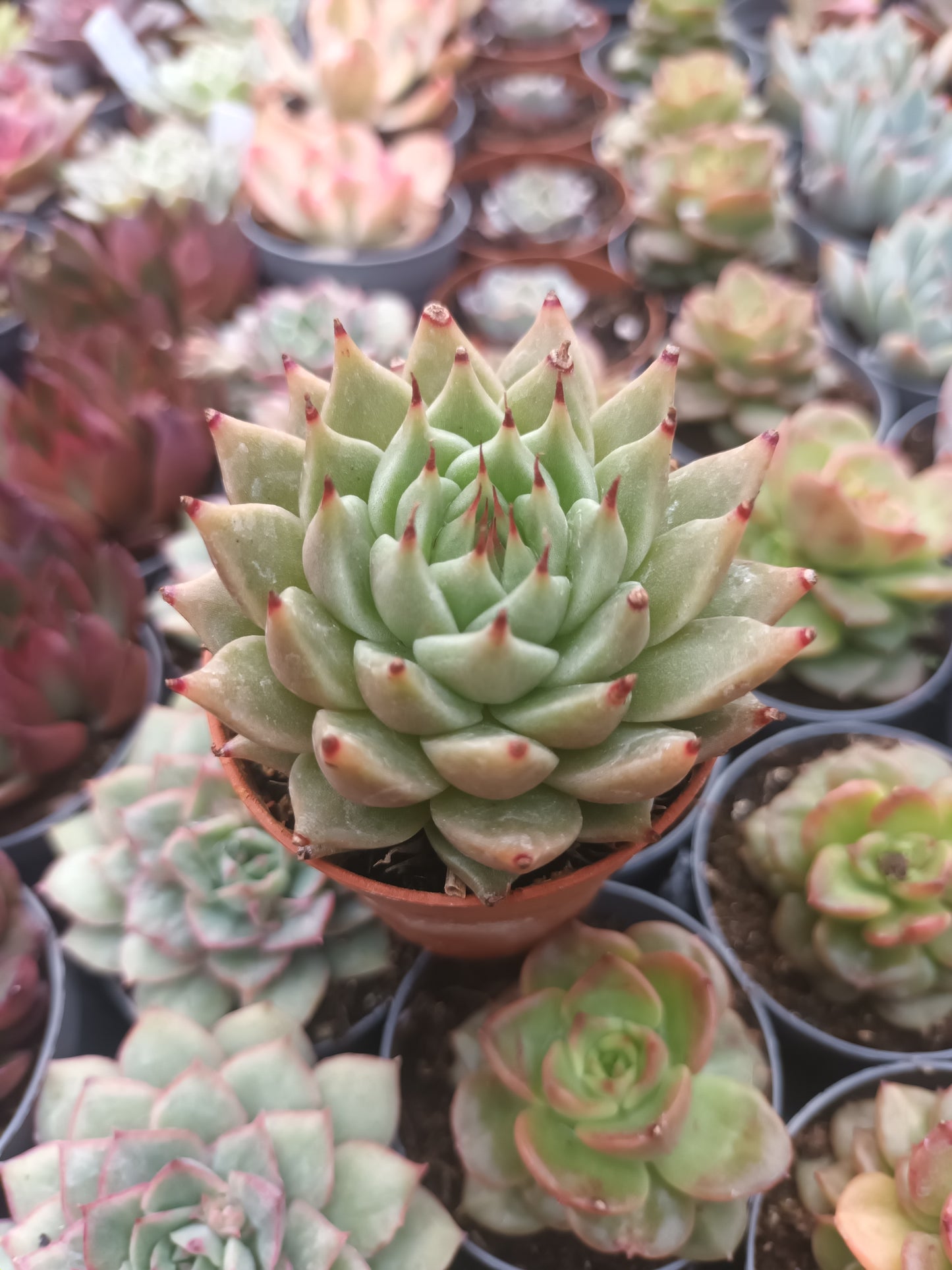 Graptoveria silverstar x Echeveria agavoides ebony