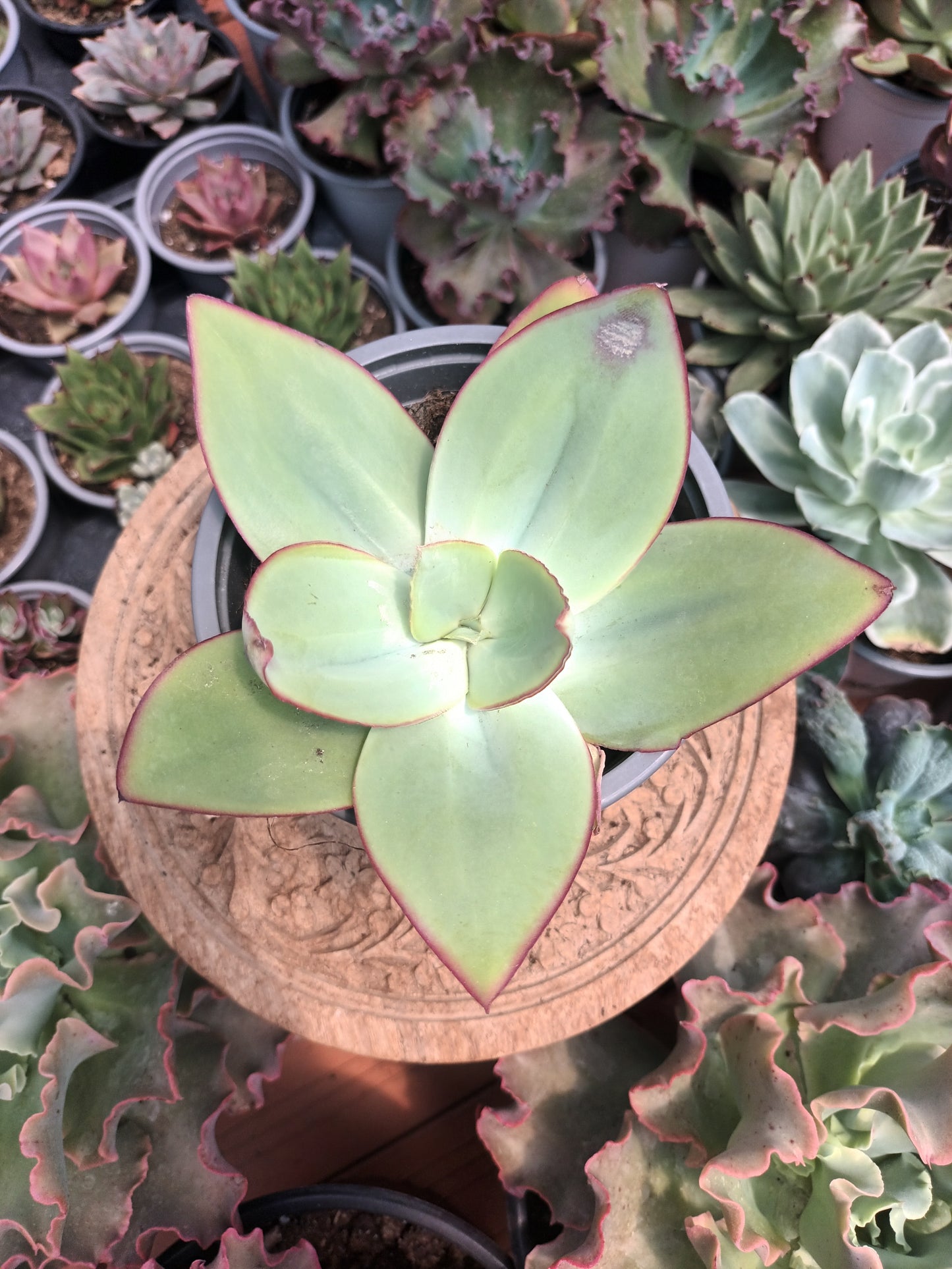 Echeveria subrigida 'Mexico'
